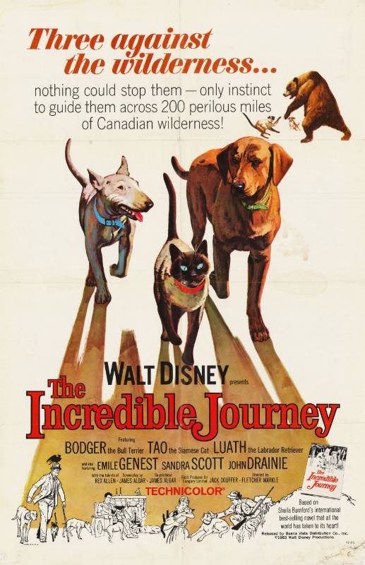 Affiche - INCROYABLE RANDONNEE (l') - 70x105cm