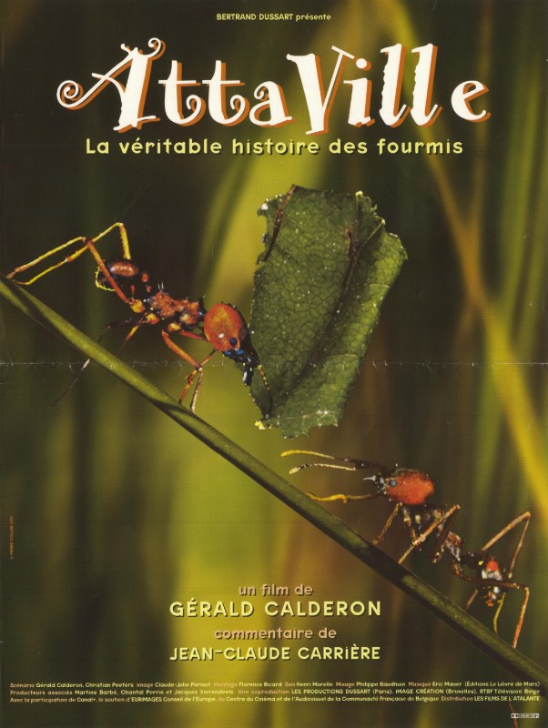Affiche - ATTA VILLE, LA VERITABLE HISTOIRE DES FOURMIS - 40x55cm