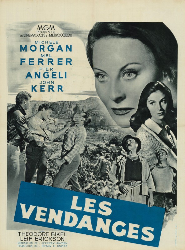 Affiche - VENDANGES (les) - 60x80cm